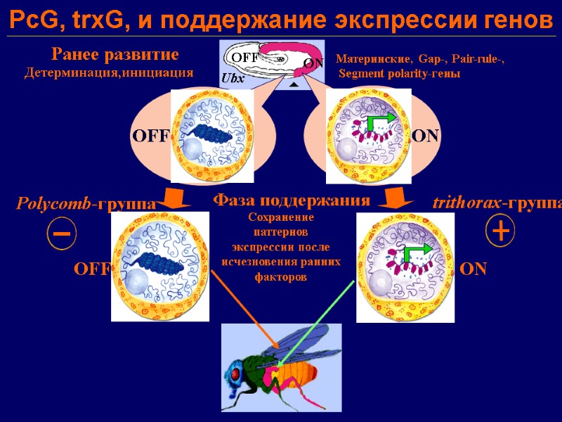 PcG, trxG, и поддержание экспрессии генов Ранее развитие  Детерминация,инициация   Mатеринские, Gap-,